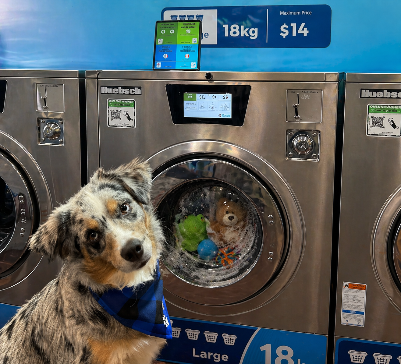 Dog sitting in front of pet washers at WashSpot